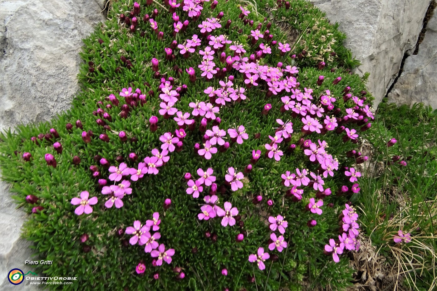 73 Silene a cuscinetto (Silene acaulis).JPG